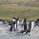 Gentoo penguins on land, including the male with the PenguinCam strapped to his back.